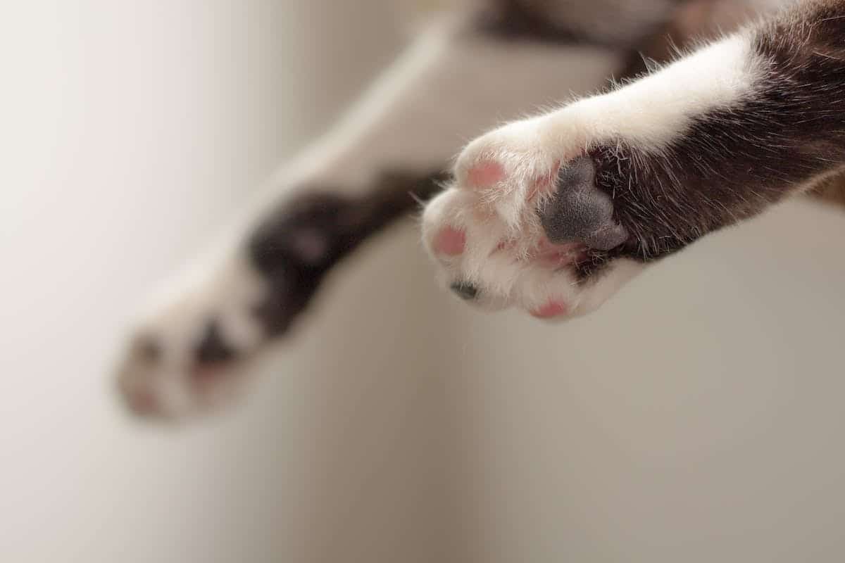 chat  empreinte