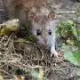 Comment se débarrasser des rats dans son logement ?