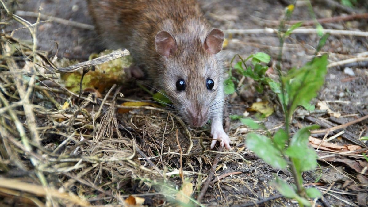 Comment se débarrasser des rats dans son logement ?