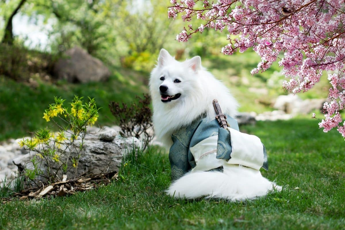 Les meilleures races de chien japonais pour les familles