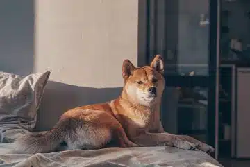 Les meilleures races de chien japonais pour les familles