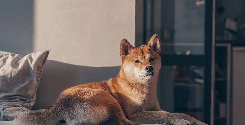 Les meilleures races de chien japonais pour les familles