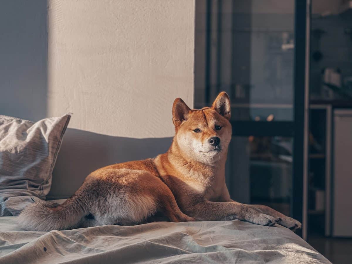 Les meilleures races de chien japonais pour les familles