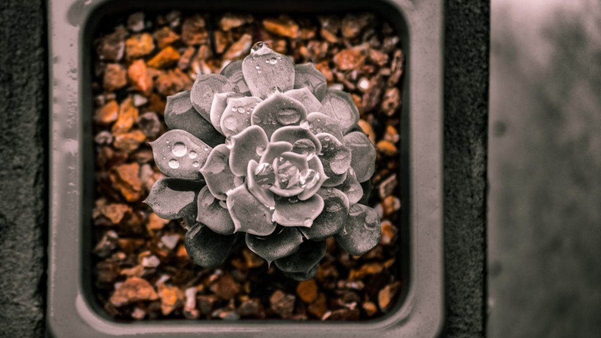 Fleurs en céramique : une alternative durable et élégante pour les cimetières