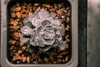 Fleurs en céramique : une alternative durable et élégante pour les cimetières