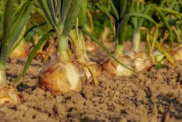 Le jardin potager en permaculture : quelques conseils pour réussir