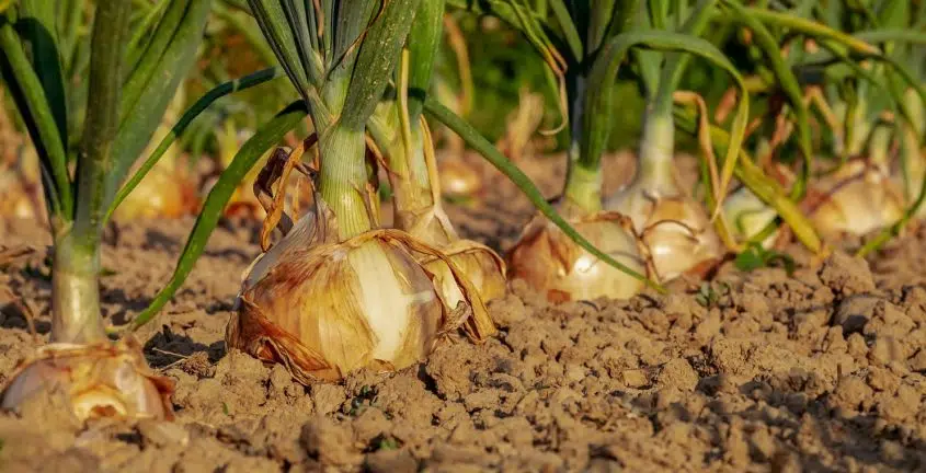 Le jardin potager en permaculture : quelques conseils pour réussir