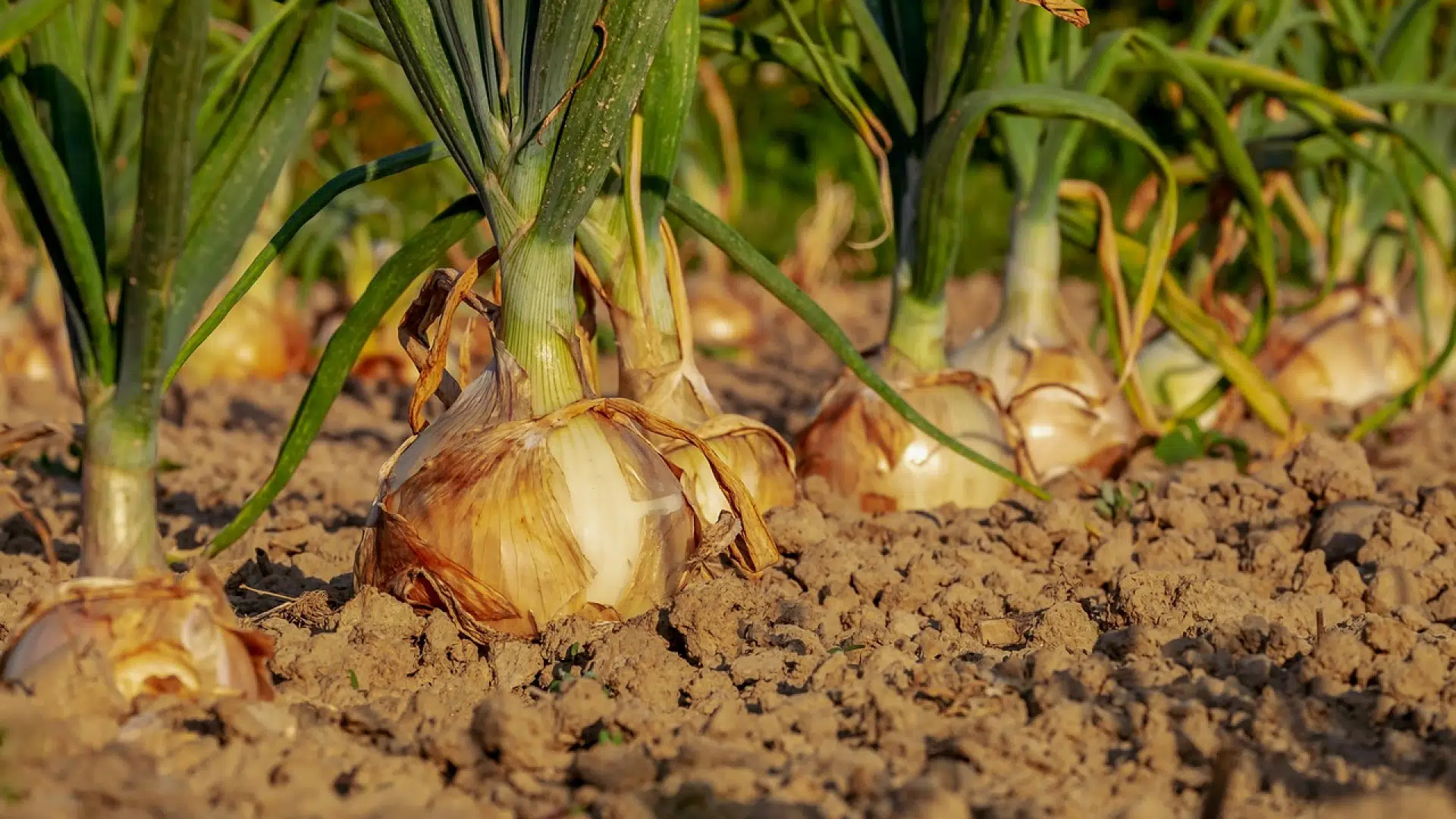 Le jardin potager en permaculture : quelques conseils pour réussir